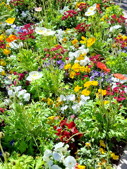 Blumenwiese