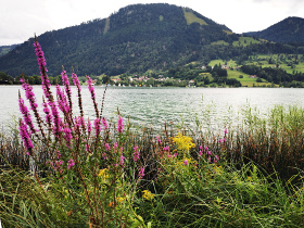 Bio-Hotel Oberstaufen